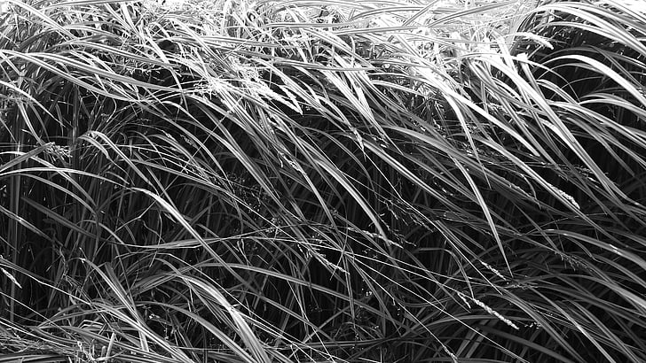 grass, sedge, blades of grass, straws, nature