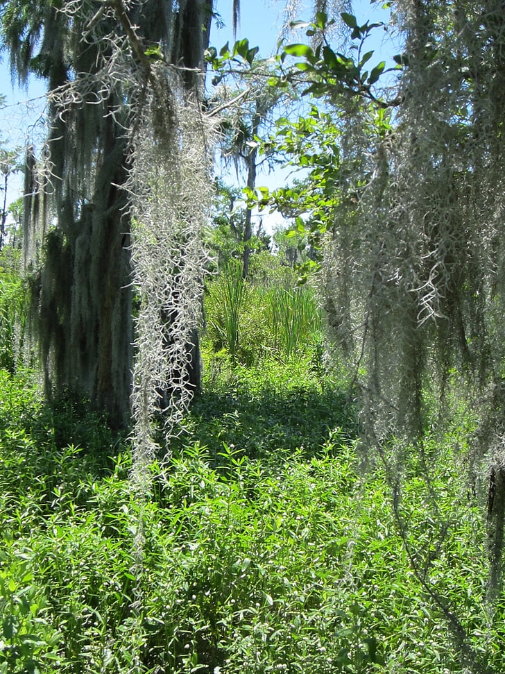Barataria, träsket, Louisiana, vatten, Moss, landskap, naturen