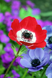 poppy, red, nature, field, spring, summer, flower