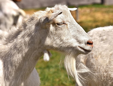 goat, white, animal, domestic goat, nature, cute, white goat