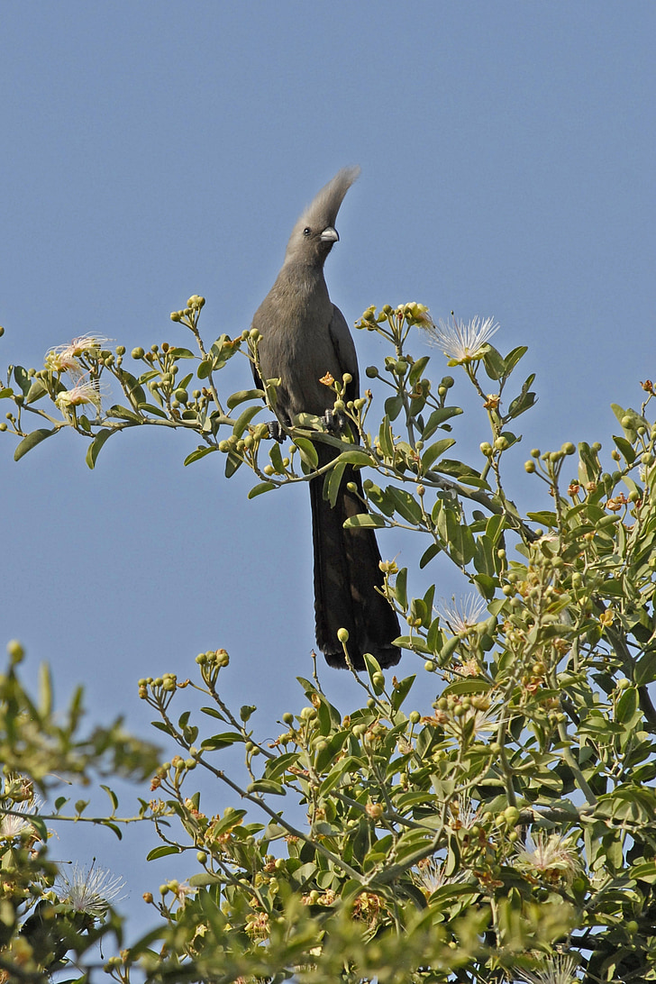 птица врабче, Ботсвана, птица, сив