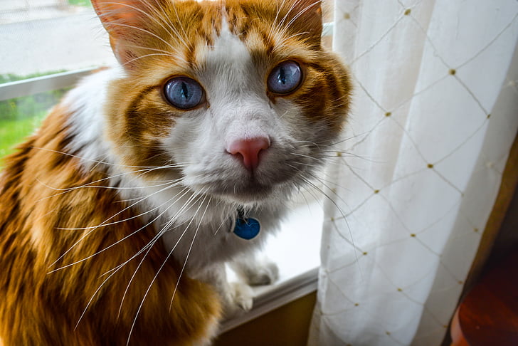 mačka, mačji, lepo, oči, modra, ovratnik, pet