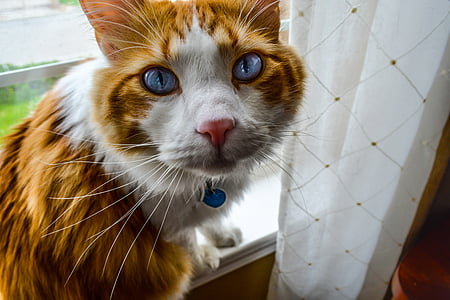 pisica, feline, frumos, ochii, albastru, guler, animal de casă