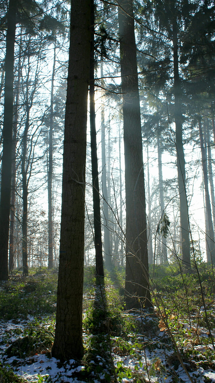 дървета, светлинен лъч, мъгла, природата, гора