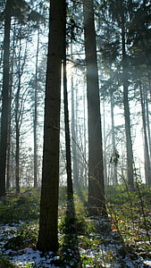 arbres, faisceau lumineux, brouillard, nature, Forest