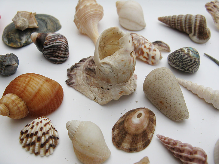 kerang, Gastropoda laut, meeresbewohner, makro, hewan laut, perumahan, Mutiara