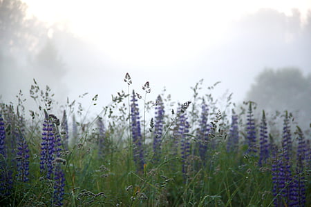 field, flowers, lupin, lupine, Lupinus polyphyllus, nature, purple
