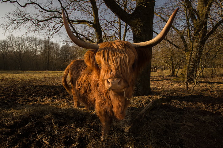 kvæg, skotske, dyr, natur, Highland, behårede, Horn