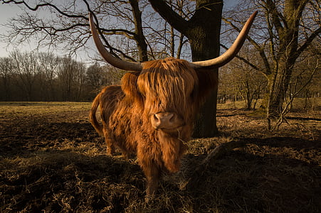 bestiar, escocès, animal, natura, Highland, pelut, banyes