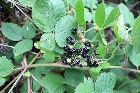 blackberry, forest, s