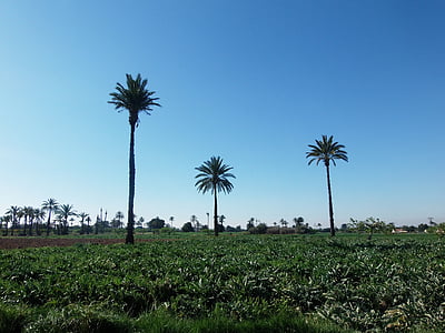 palms, field, elche