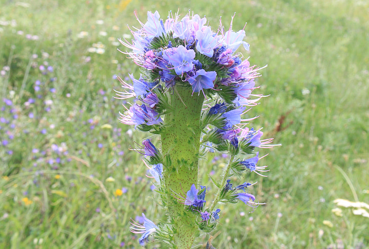 mėlyna, blueweed, bugloss, ežeinis, gėlės, Prieskoninės žolės, angis