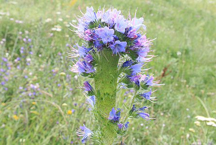 blauw, blueweed, ossetong, Echium, bloemen, kruiden, adders
