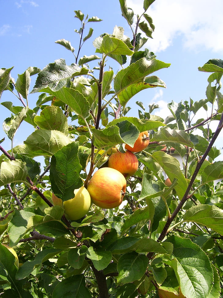 Apple, äppelträd, träd, frukt