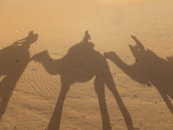 Maroko, Sahara, ERG chebbi, piasek, Pustynia, cień, wielbłąd