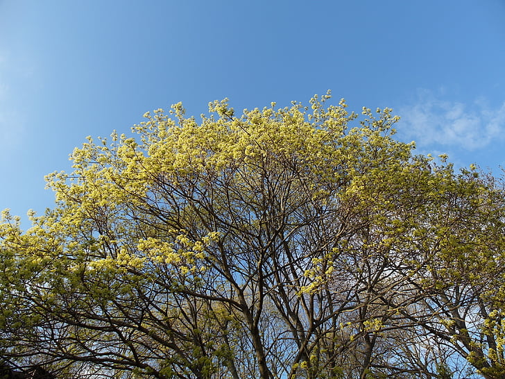tree, spring, nature, yellow, blossom, seasonal, sky