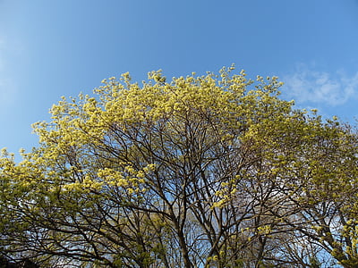strom, jaro, Příroda, žlutá, květ, sezónní, obloha
