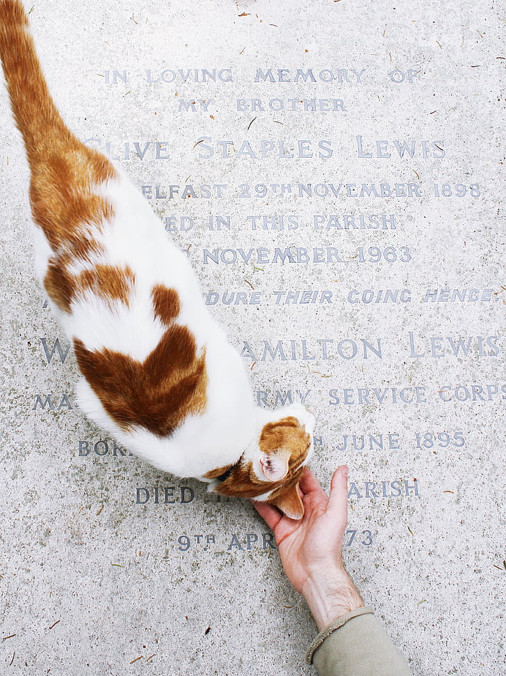 white, brown, tabby, cat, gravestone, marble, letters