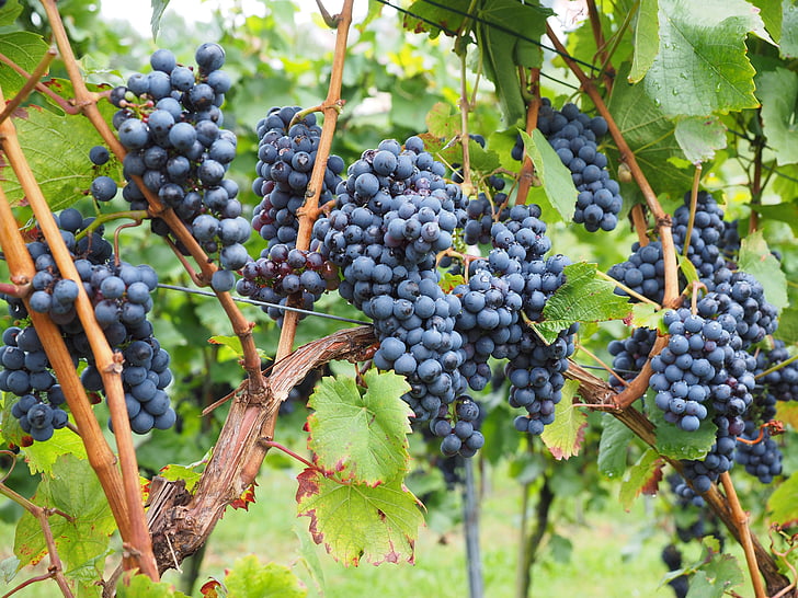 raisins, petits fruits, baies de vin, bleu, gousses, vignes, Vitis