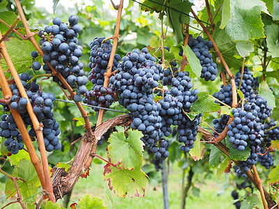 грозде, плодове, вино плодове, синьо, цветарници, лозови насаждения, Vitis