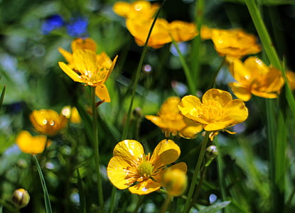knieć błotna, dotterblume, kwiat, żółty, masło żółty, kwiaty, Ranunculaceae