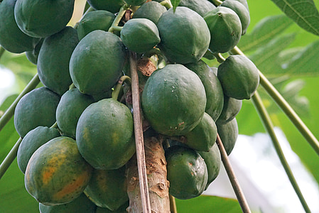papaija, augļi, eksotiski, melone koks, ēst