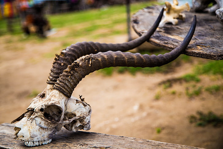 daba, skelets, Āfrika, savvaļā, antilope, savvaļas dzīvnieki, Uganda