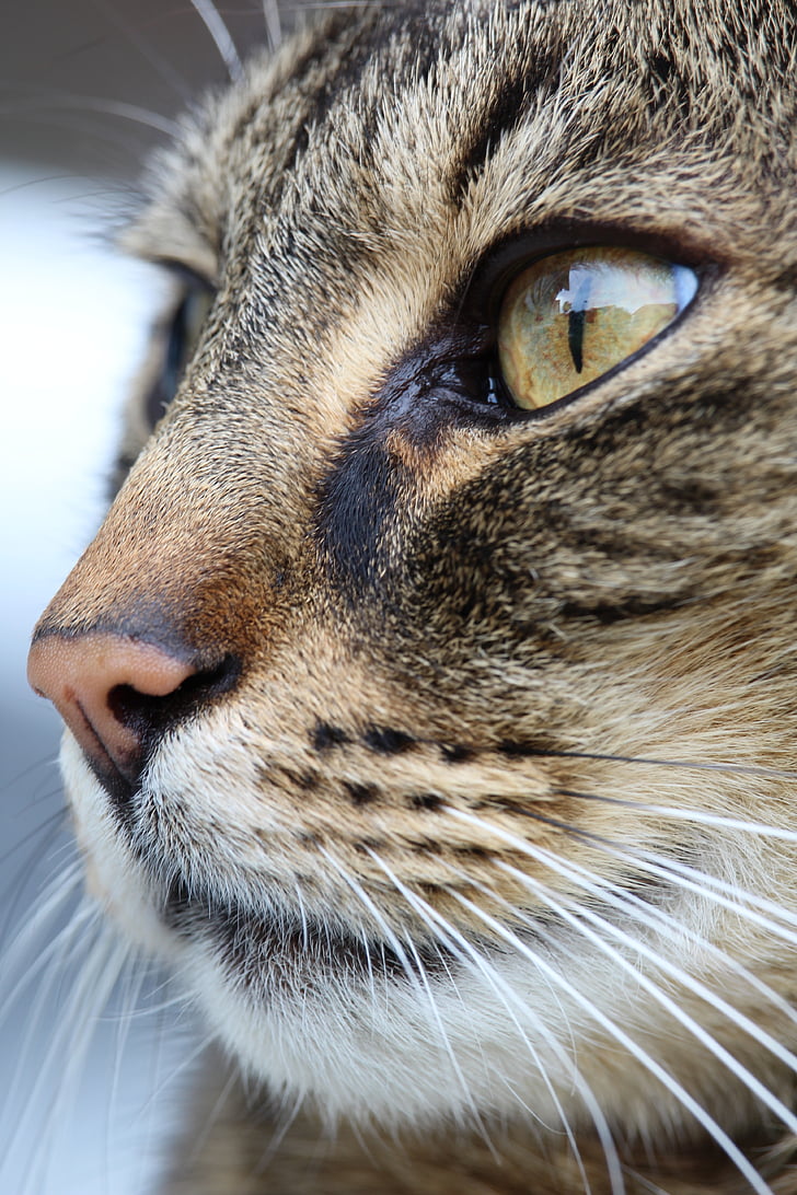 γάτα, μύτη, μάτι, γάτα πρόσωπο, γάτα μύτη, κατοικίδιο ζώο, μάτια της γάτας