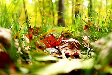 Blätter, fallen, Grass, Blätter fallen, Herbst, Herbstlaub Hintergrund, Saison