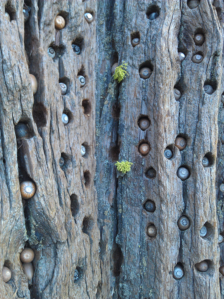 tree, acorns, woodpecker holes, natural, storage, brown, wood - Material