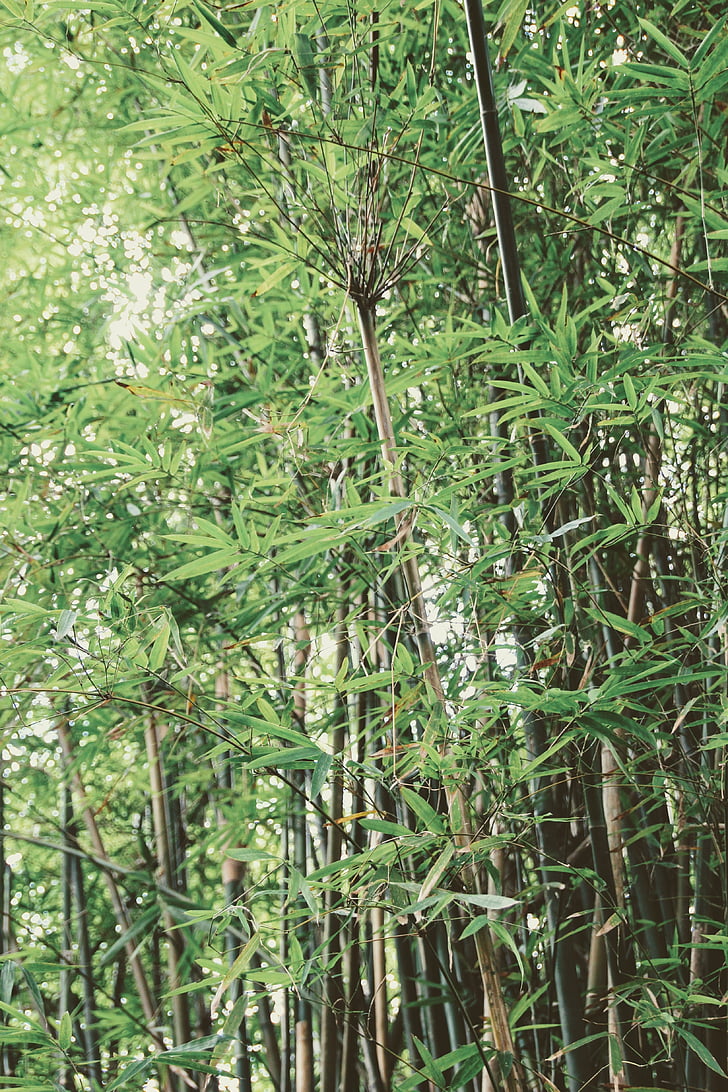 Bambus, Grün, Chinesisch, Anlage, Natur, Wald, Stamm