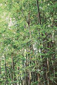 bambus, zielony, Chiński, roślina, Natura, lasu, plemię