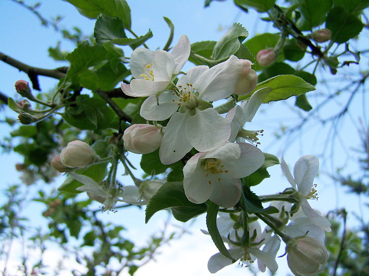 Apple tree blomma, fruktträd i blom, våren