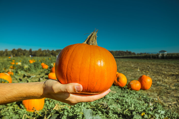 pumpkin, thanksgiving, happy, autumn, season, fall, sky