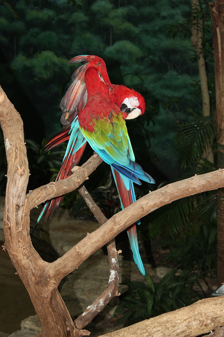 parrots, bird, feathered race, beak, red, green, lovebird