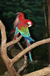perroquets, oiseau, course à plumes, bec, rouge, vert, Lovebird