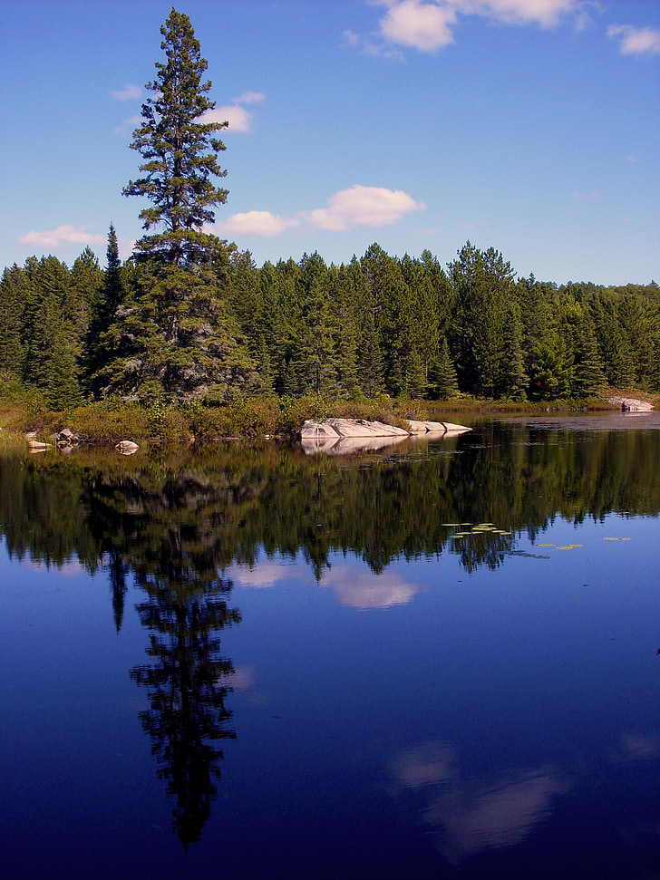 nature, lake, pine, reflection, water