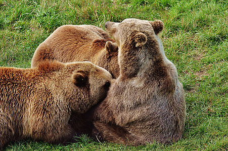 gấu nâu châu Âu, cho bú, trẻ con vật, Dam, động vật hoang dã, gấu, nguy hiểm