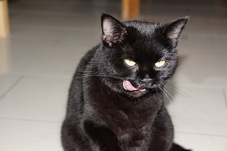 con mèo, động vật, màu đen, lick, cái ác, may mắn, ăn