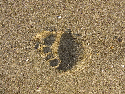 empreinte de pas, sable, courir, trace, plage, pieds nus