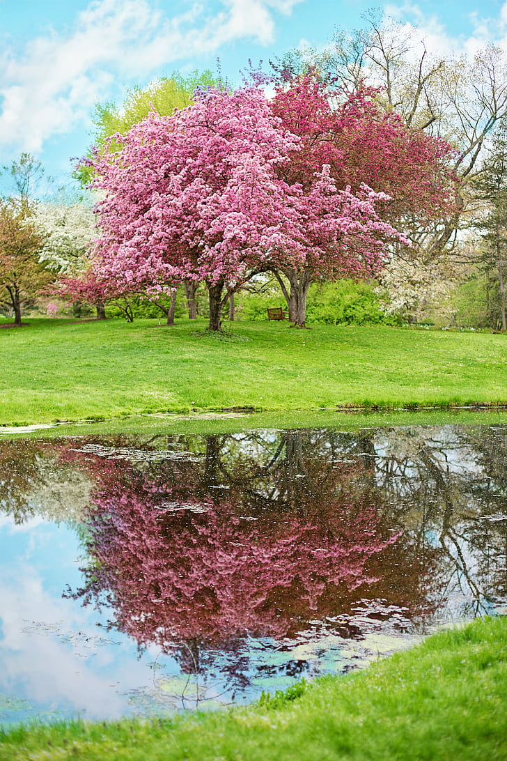 spring, pink flowers, pink tree, nature, blossoms, blossoming, flowers