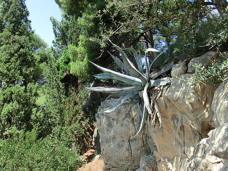 agave, Succulent, plant, Kroatië, steen, eiland Krk, Istrië