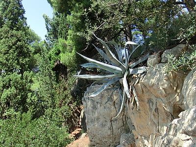 Agawa, soczyste, roślina, Chorwacja, kamień, Wyspa Krk, Istria