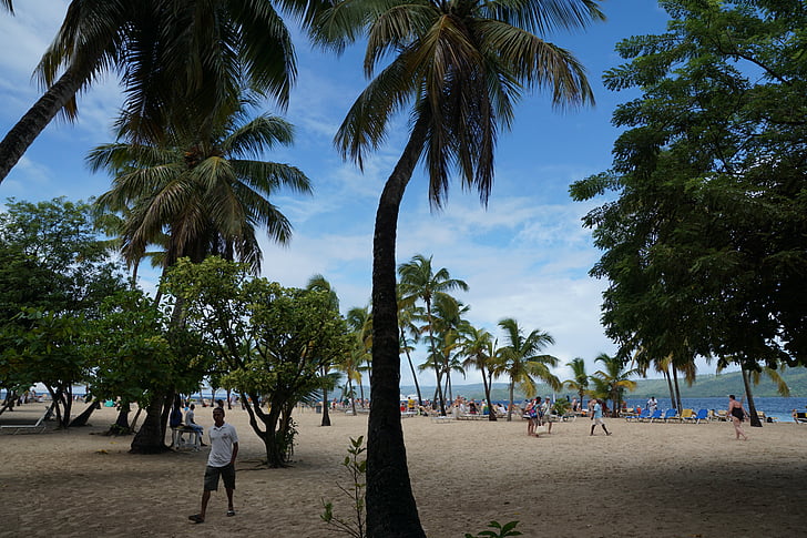Levantado, ostrov Bacardi, Karibská oblast, Palmové stromy, pláž