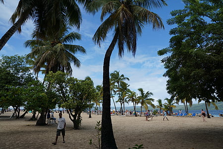 levantado, bacardi island, caribbean, palm trees, beach