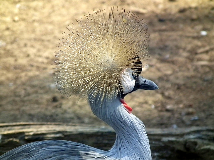crowned, crane, east african crowned crane, bird, national bird, africa, national park