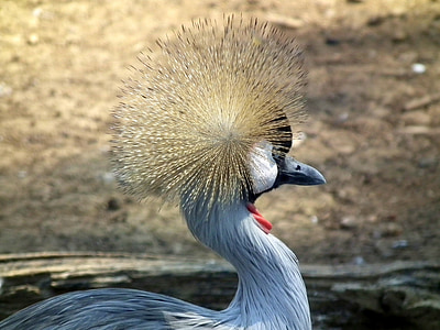 coroado, guindaste, Leste Africano Grou-coroado, pássaro, pássaro nacional, África, Parque Nacional