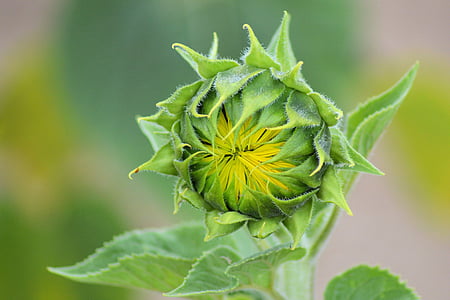 bunga matahari, Bud, musim panas, Blossom, mekar, kuncup bunga matahari