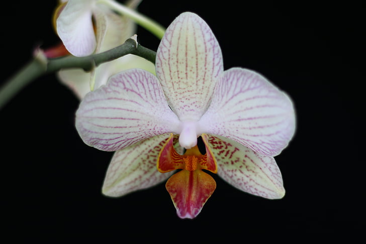 orquídia, flor, natura, blanc, phanelopsis