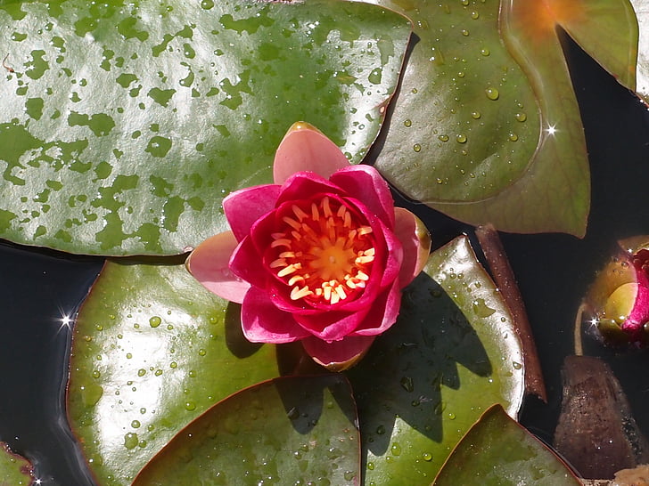 water lily, Lily, Ao, nước, Thiên nhiên, thực vật, Hoa